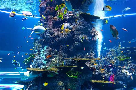 Aquarium La Rochelle, Large aquarium with diverse marine life.